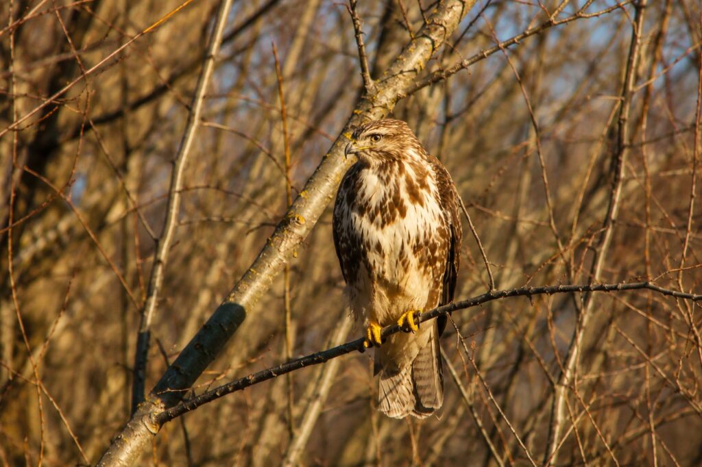 Rapace posato su un ramo nel paesaggio naturale del Biotopo di Inghiaie